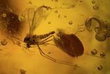 Detailed Fossil Flies And Wasp In Baltic Amber #87059-2